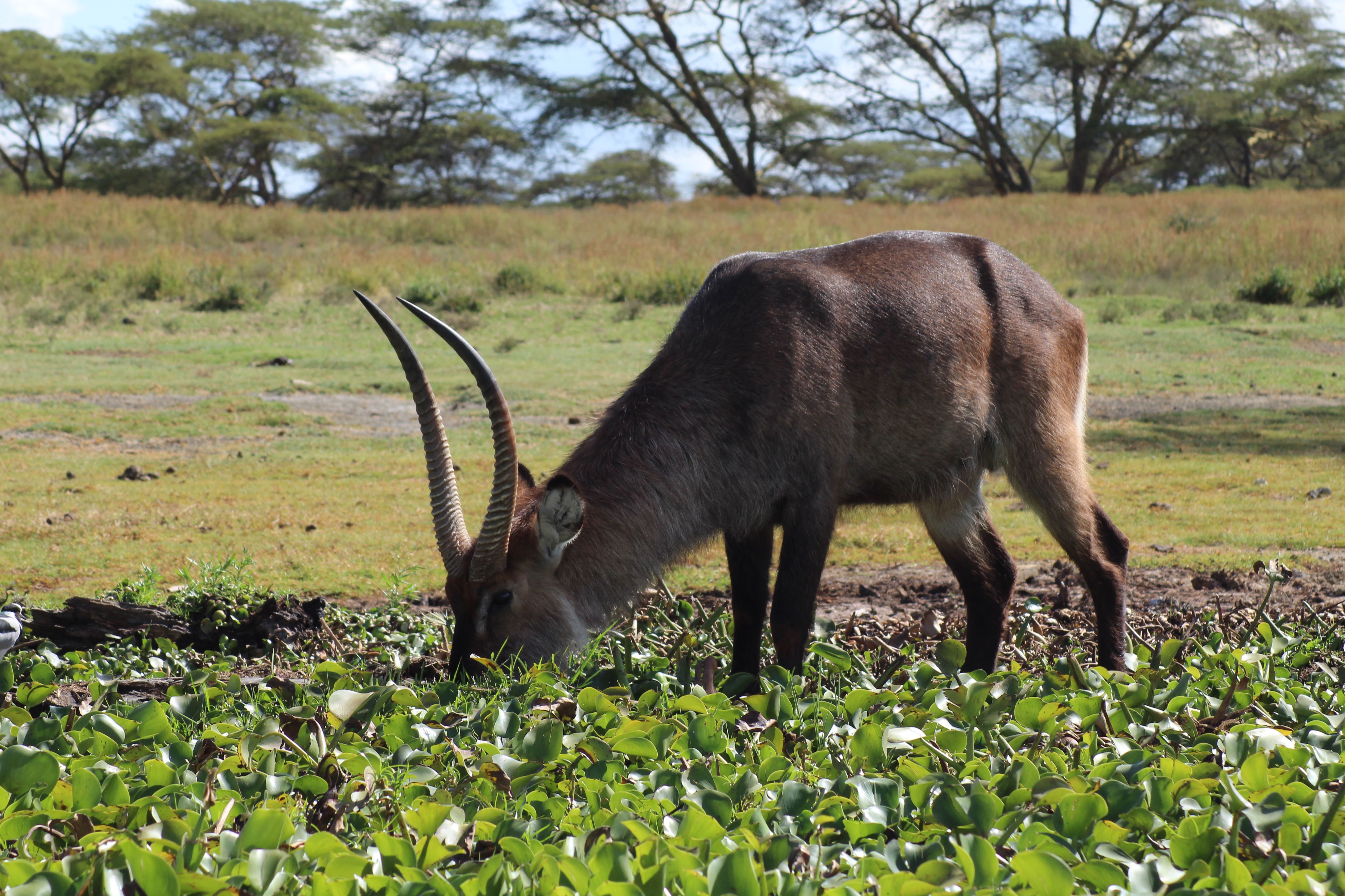 Amboseli - Open horizon